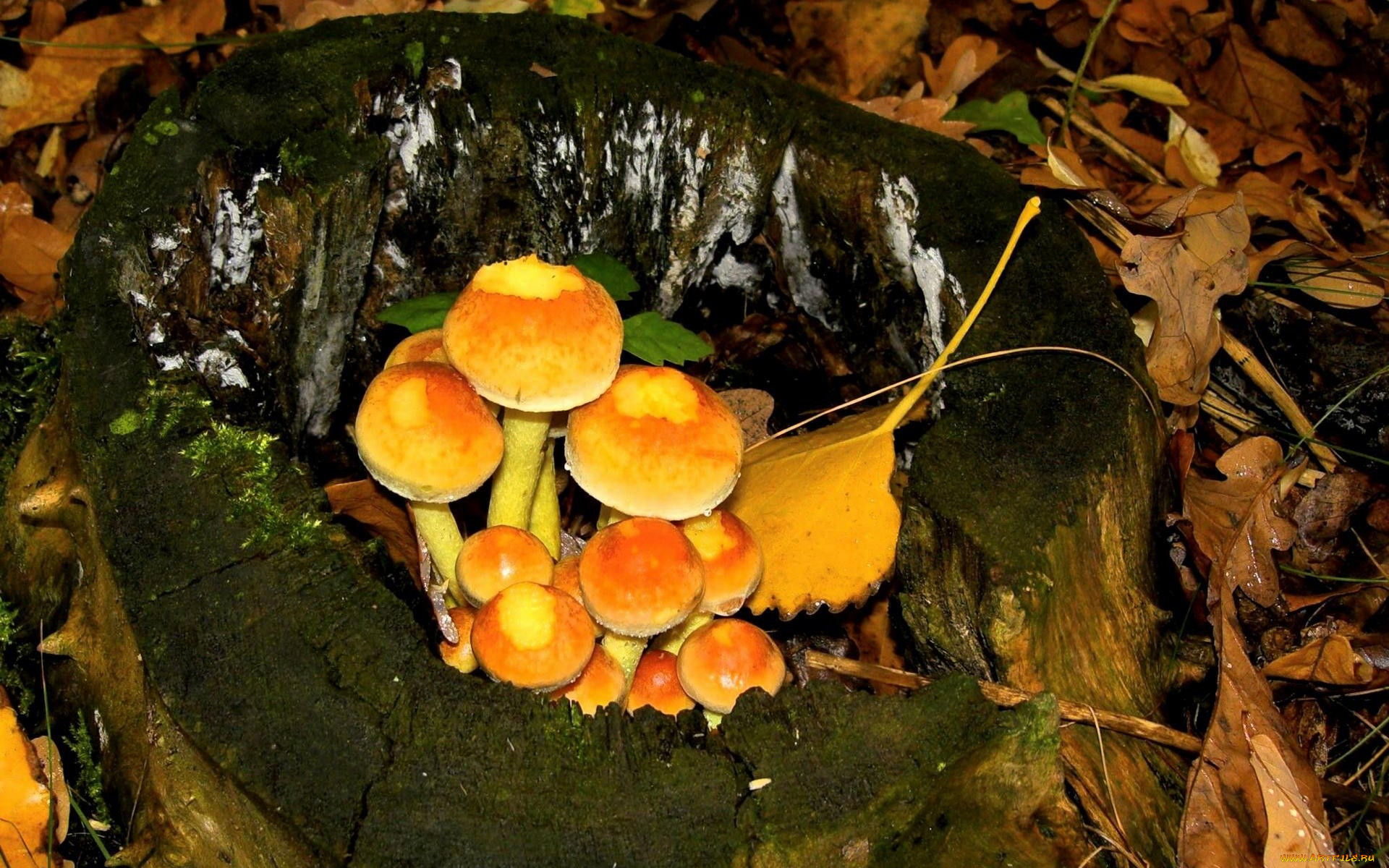 Оранжевые грибы на пнях